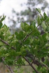 Afrocanthium