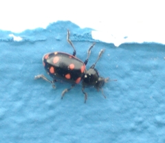 Eriopis magellanica
