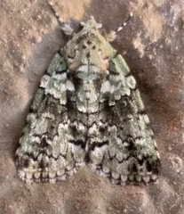 Blenina squamifera