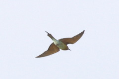 Merops philippinus