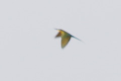 Merops philippinus