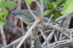 Butorides striata