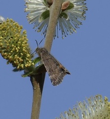 Archiearinae