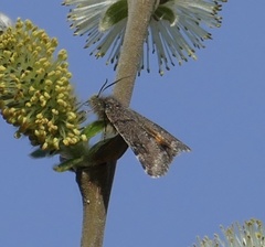 Archiearinae