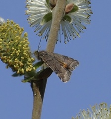 Archiearinae