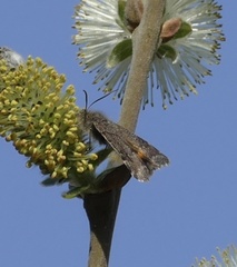 Archiearinae