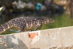 Varanus salvator salvator