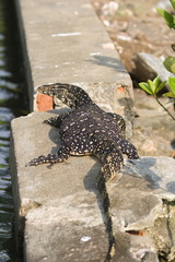 Varanus salvator salvator