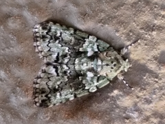 Blenina squamifera