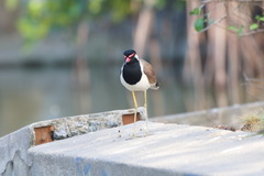 Vanellus indicus