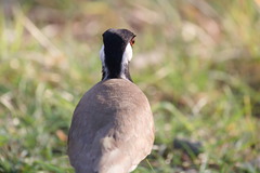 Vanellus indicus