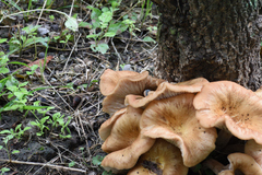 Desarmillaria caespitosa image