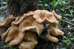 Desarmillaria caespitosa image