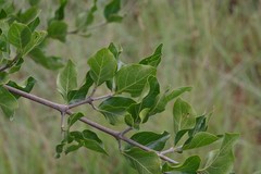 Afrocanthium