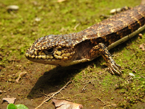 Rough-necked Alligator Lizard