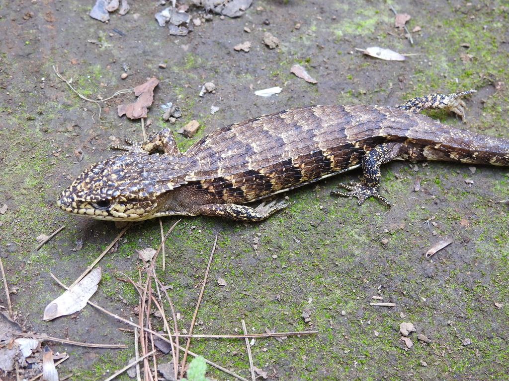 Rough-Necked Alligator Lizard