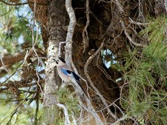 Garrulus glandarius atricapillus