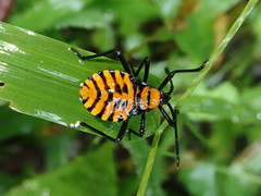 Spartocera pantomima