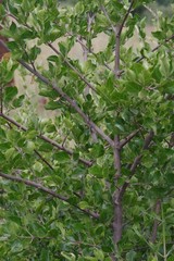 Afrocanthium