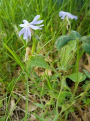 Phlox bifida