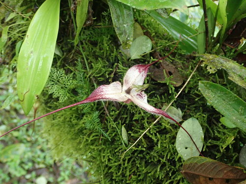 Dracula lafleurii, photograph 4
