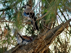 Garrulus glandarius atricapillus