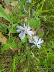Phlox bifida