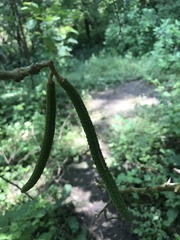 Handroanthus chrysotrichus
