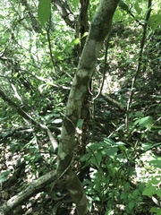 Handroanthus chrysotrichus