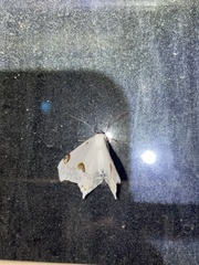 Sericoptera mahometaria