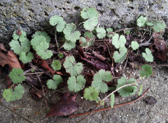 Hydrocotyle moschata moschata