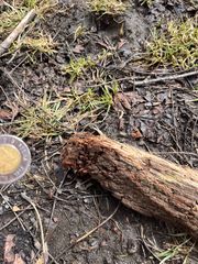 Gloeophyllum trabeum