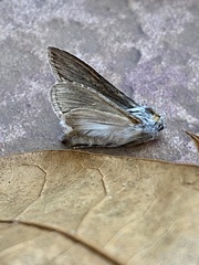 Cucullia laetifica