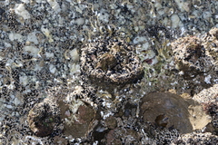 Pyura praeputialis