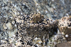 Pyura praeputialis
