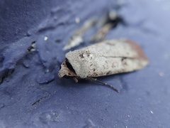 Anicla