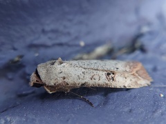 Anicla