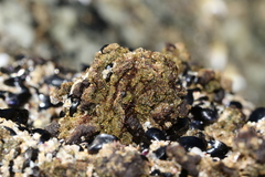 Pyura praeputialis