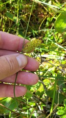 Carex bullata