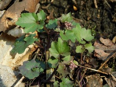 Cardamine flagellifera