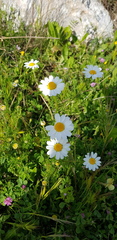 Anthemis