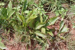 Pygmaeothamnus zeyheri