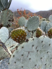 Opuntia