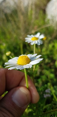 Anthemis