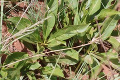 Pygmaeothamnus zeyheri