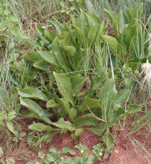 Pygmaeothamnus zeyheri