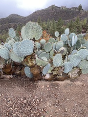 Opuntia