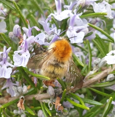 Bombus pascuorum
