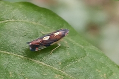 Diedrocephala