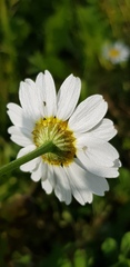 Anthemis